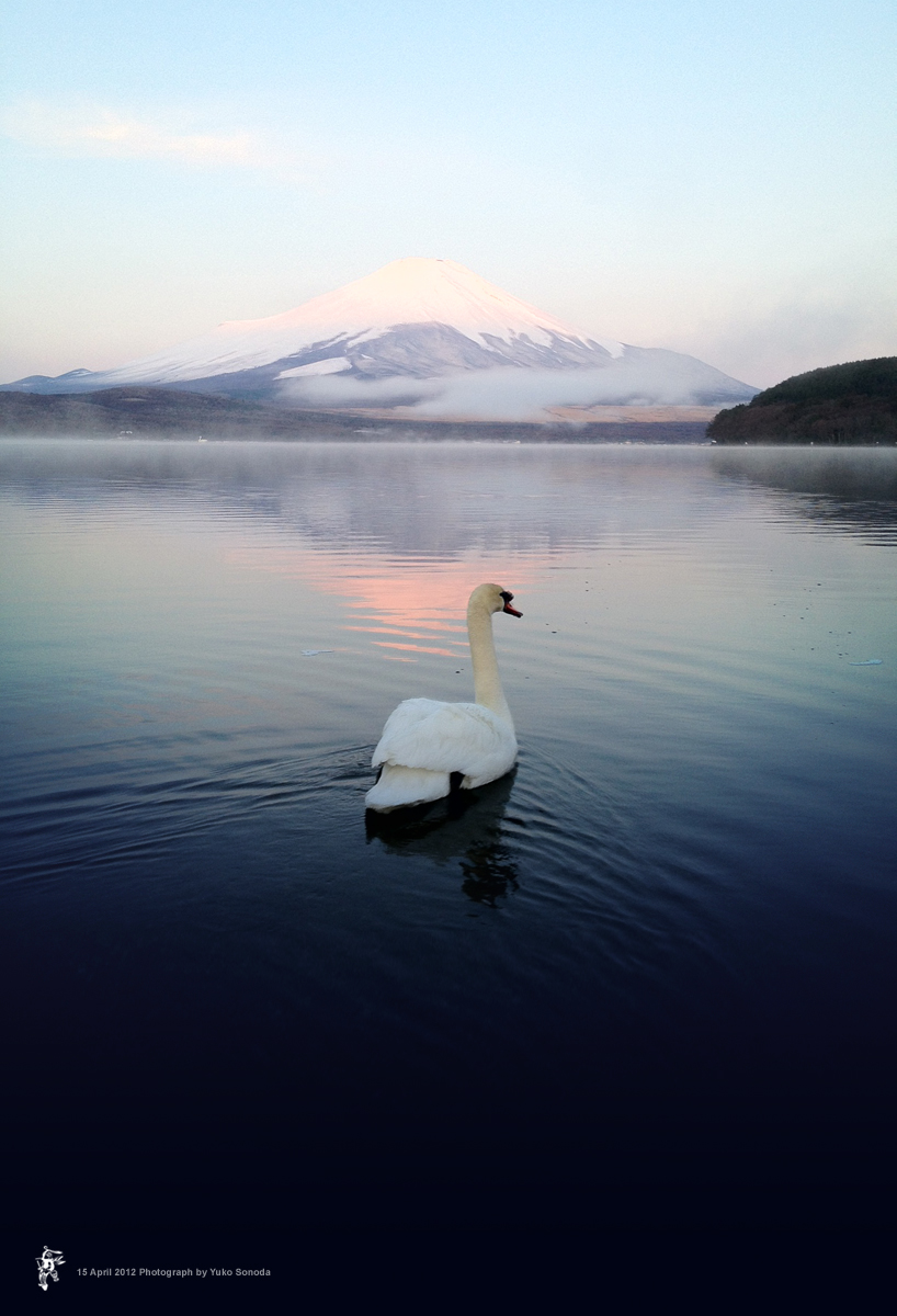 Mt.Fuji & Swan